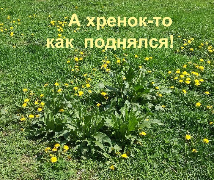 А хренок-то как поднялся!